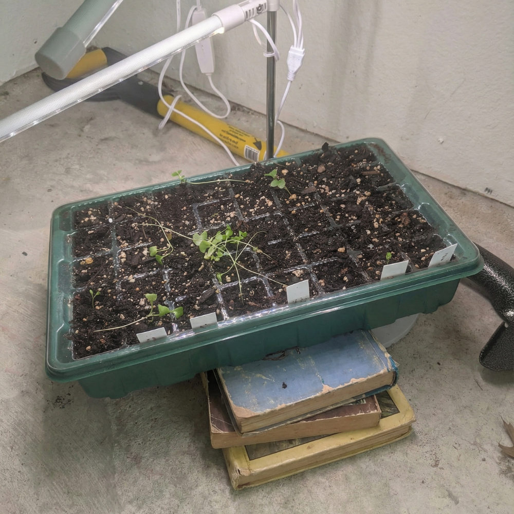 Leggy Listicle – The Seedling Company
